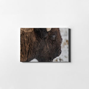 Bison Closeup Antelope Island Utah Saddle Leather Print