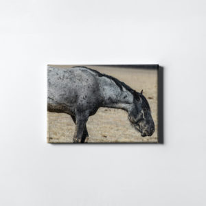 Silent Z Print 0026 - Picasso Canvas