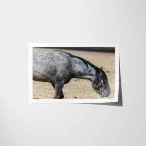 Silent Z Print 0026 - Photo Lustre Paper